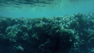 Güzel sualtı manzara denizaltı yapılmış 4k video. Mercan resifi ve yüzen tropikal balıklar
