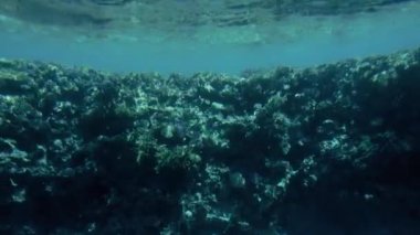 Mercan resifi etrafında sualtı yaşam Amazing sualtı 4k video. Kızıldeniz'in güzel doğası