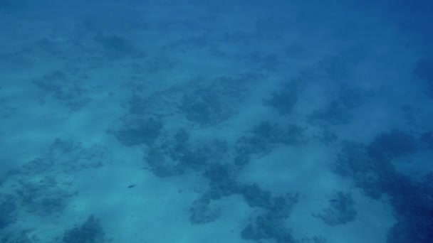 4k video de hermosos arrecifes de coral en el fondo del mar. Peces coloridos nadando alrededor — Vídeo de stock