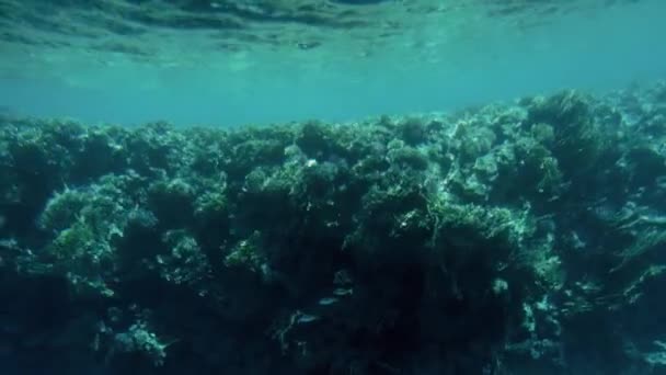 Vidéo 4k réalisée à partir du sous-marin de beaux paysages sous-marins. Récif corallien et baignade poissons tropicaux — Video