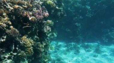 Deniz dibinde güzel mercan resifleri 4k video. Etrafta yüzen renkli balıklar