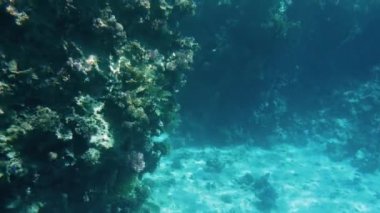 Mercan resifi etrafında sualtı yaşam Amazing sualtı 4k video. Kızıldeniz'in güzel doğası