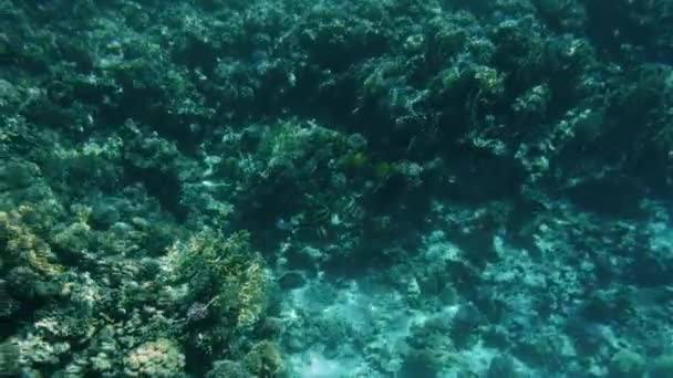 4k video de hermosos arrecifes de coral en el fondo del mar. Peces coloridos nadando alrededor — Vídeo de stock