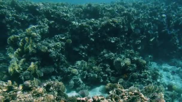 Increíble video submarino de 4k de vida submarina alrededor del arrecife de coral. Hermosa naturaleza del Mar Rojo — Vídeo de stock