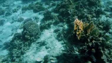 Kızıldeniz'de mercanlar etrafında yüzen balıkların 4k güzel video. Okyanusta sualtı habitatları okul ve sürü.