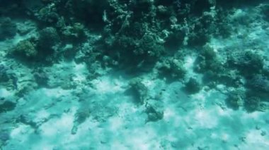 Deniz yatağında ölü mercanlar üzerinde yüzme 4k yavaş hareket sualtı video.