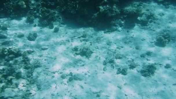 Vidéo au ralenti 4k de la caméra se déplaçant sur le récif corallien sur le fond de la mer de sable — Video