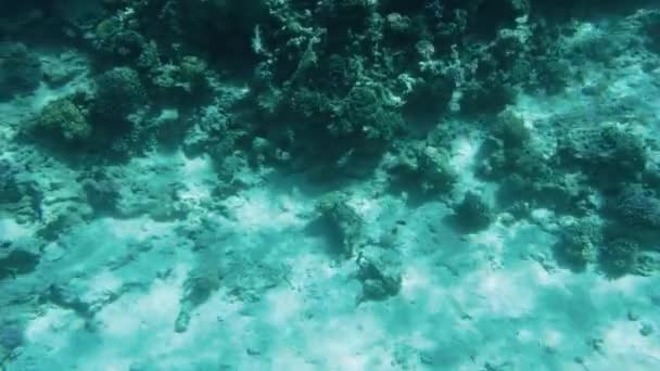 4k cámara lenta bajo el agua video de nadar sobre corales muertos en el lecho marino . — Vídeos de Stock