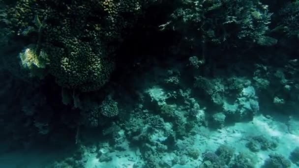 美しい水中風景の潜水艦から作られた4kビデオ。サンゴ礁と水泳熱帯魚 — ストック動画