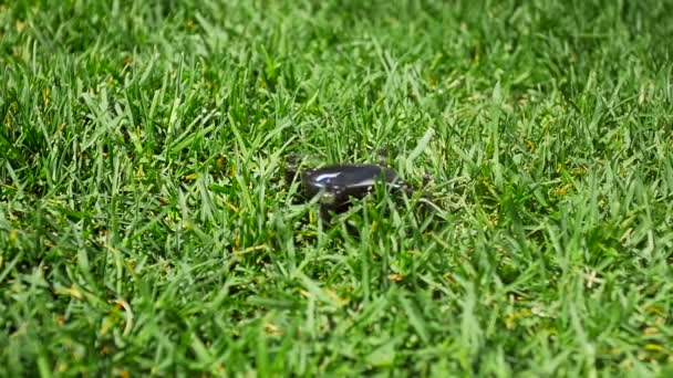 Closeup vídeo em câmera lenta de muito pequeno drone minúsculo tirando a grama no parque. Tecnologia moderna para vigilância ou espionagem — Vídeo de Stock