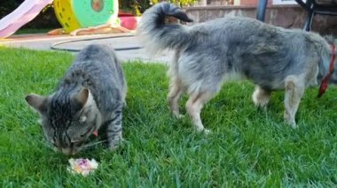Ev arka bahçesinde çim üzerinde kase yiyecek yiyen evcil kedi ve köpek 4k görüntüleri