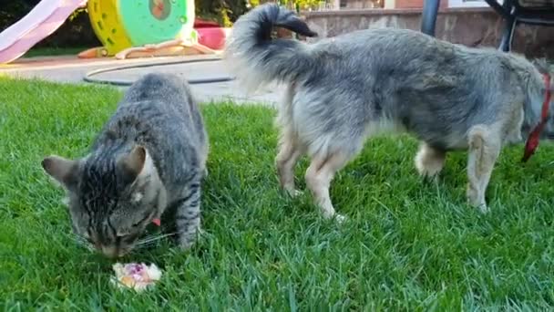 4k кадри домашньої кішки і собаки їдять їжу з мисок на траві на подвір'ї будинку — стокове відео