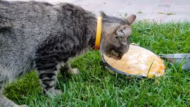 Ev arka bahçesinde çim üzerinde kase yeme ve içme yerli kedi Closeup video — Stok video
