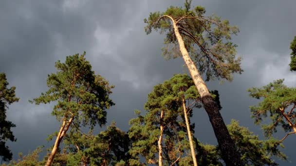4k szép felvételeket a sötét esős felhők repül át tetejére fenyőfák az erdőben, napos szeles nap. Idő az esővihar előtt — Stock videók