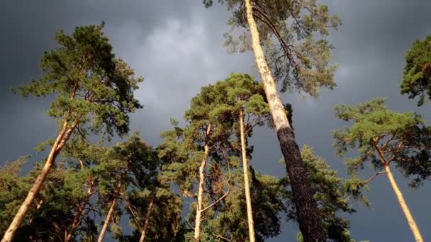 4k-beelden van donkere lucht bedekt met wolken en phigh-dennenbomen in Spruce forest op winderige dag — Stockvideo