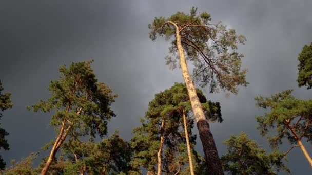4k belo vídeo de alta árvore de pinho balançando sob forte vento antes da tempestade de chuva na floresta de abeto — Vídeo de Stock