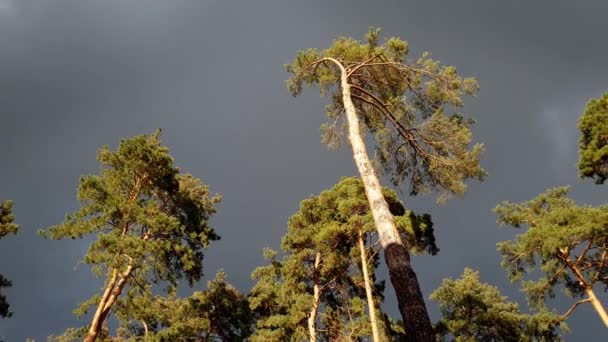 4k Filmmaterial von dunklem Himmel mit Wolken und hohen Kiefern im Fichtenwald bei windigem Tag — Stockvideo