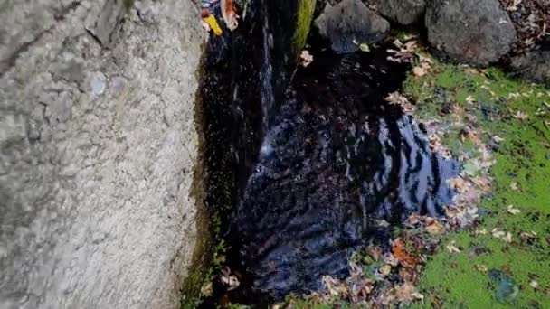 4k video de hermoso río pequeño en el parque de otoño — Vídeos de Stock