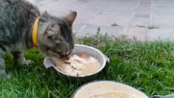Extreme slow motion video of cute grey cat licking from bowl on grass — Stock Video