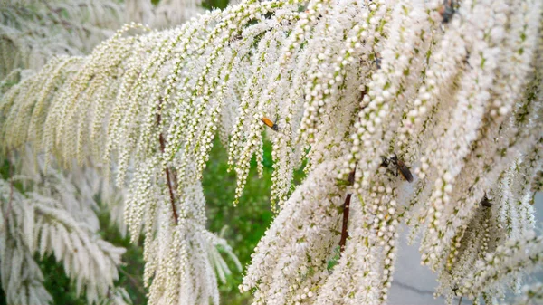 Immagine ravvicinata di bei piccoli fiori bianchi che crescono su ramo di cespuglio. Immagine astratta dell'albero in fiore — Foto Stock