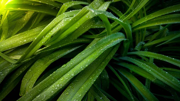 Nahaufnahme von langen frischen Blättern, die im Garten bei Sonnenaufgang mit Wassertropfen bedeckt sind — Stockfoto