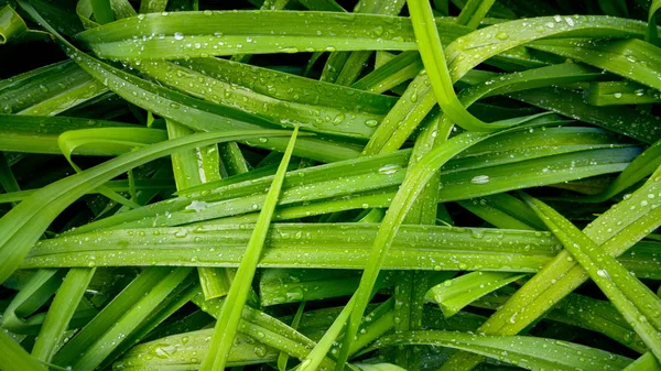 Nádherná makroekonomická podoba mokré trávy pokrytá v roji ráno. Dlouhé listy pokryté kapiček vody — Stock fotografie