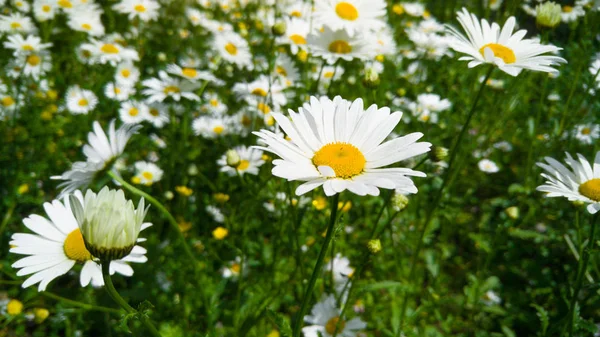 Macro image of beautiful meadow in park covered with lots of chamomile flowers at bright sunny day. Perfect natural background with blossoming park — Stock Photo, Image