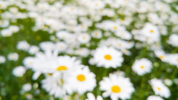 Abstract out of focus image of blossoming romomile flowers on meadow in park — стоковое фото