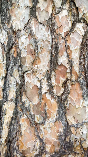 Imagen de textura macro de corteza de pino. Primer plano del tronco de abeto — Foto de Stock