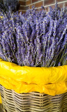 Kuru lavanta çiçekleri Makro görüntü. Lavanta aromaterapi ve tıpta kullanılır