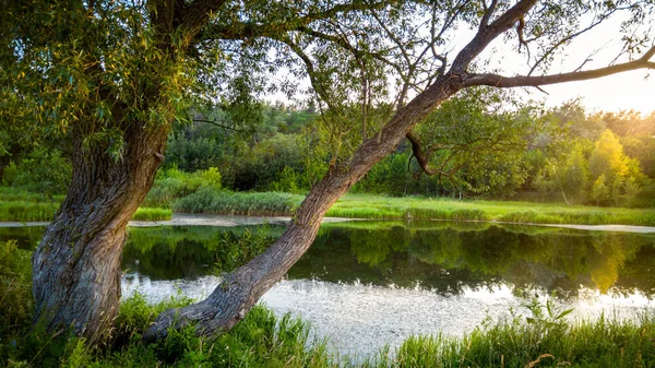 Beautiful image of old tree growing next to little pond in forest lit by sunset light — Stock Photo, Image