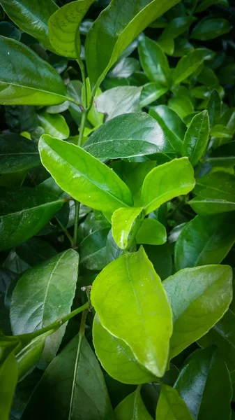 Closeup image of fresh green leaves on bush looking like tea — Stock Photo, Image