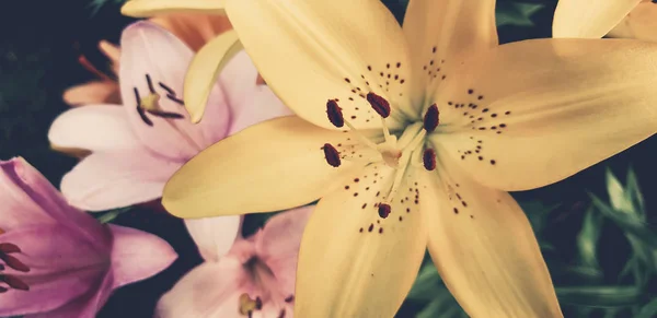 Макроизображение тычинок и пестика цветущего цветка лилии в саду. Красивый фон с цветами — стоковое фото