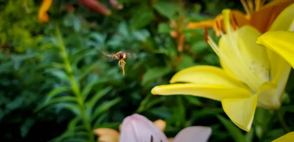 Macro image of bee flying and collecting pollen on blossoming lilly flowers in garden — Stock Photo, Image