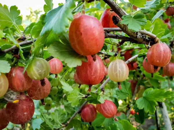 Closeup image of fresh ripe gooseberry growing on bush in garden. Beautiful background of garden — Stock Photo, Image