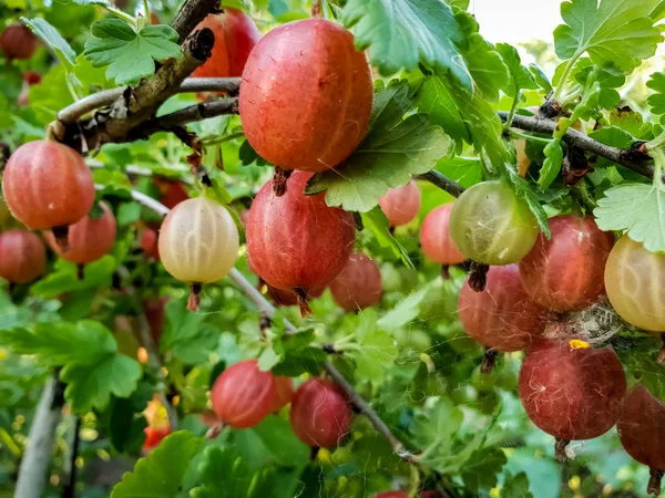 Macro image of red and green gooseberries hanging on branches in garden. Growing fresh and ripe berries — Stock Photo, Image