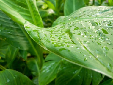 Orman ormanlarında sabah çiy damlacıkları kaplı büyük tropikal bitki yaprakları Closeup görüntü