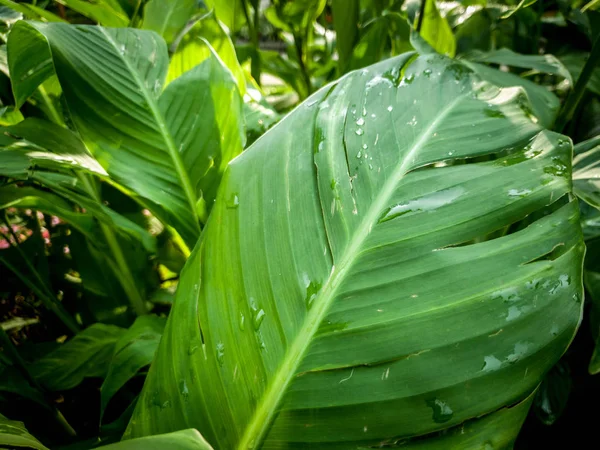 Imagem de close-up de grandes folhas de plantas tropicais cobertas de gotas de orvalho matinal na floresta da selva — Fotografia de Stock