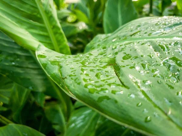 Makroaufnahme von Wassertröpfchen, die nach Regen an nassen grünen Blättern tropischer Pflanzen hängen — Stockfoto