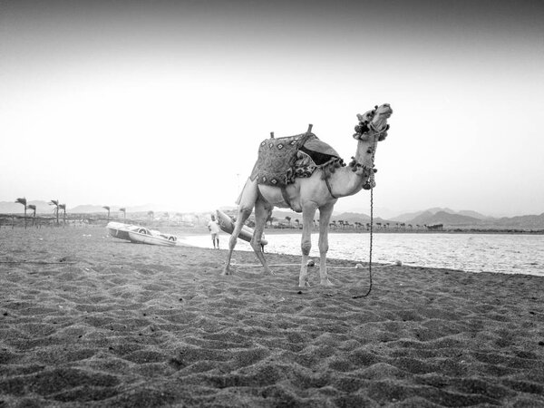 Black and white image of beautiful camel standing on the sea beach. Camels are used for tourist riding and entertainment in Egypt and Turkey