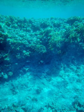 Kızıldeniz'deki canlı mercan resifi görüntüsü