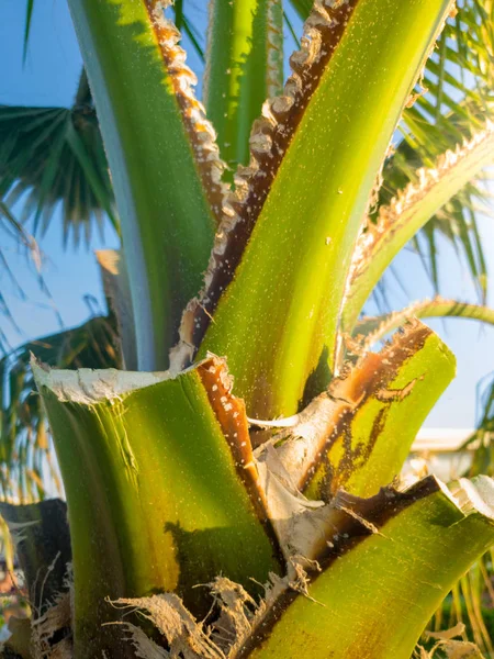 Imagen de primer plano del tronco de palmera datilera creciendo en la playa contra el cielo azul brillante —  Fotos de Stock