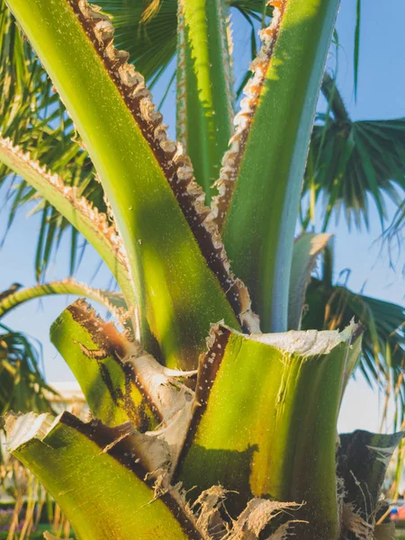 Närbild bild av Palm trädstam med nyklippt blad mot klarblå himmel — Stockfoto