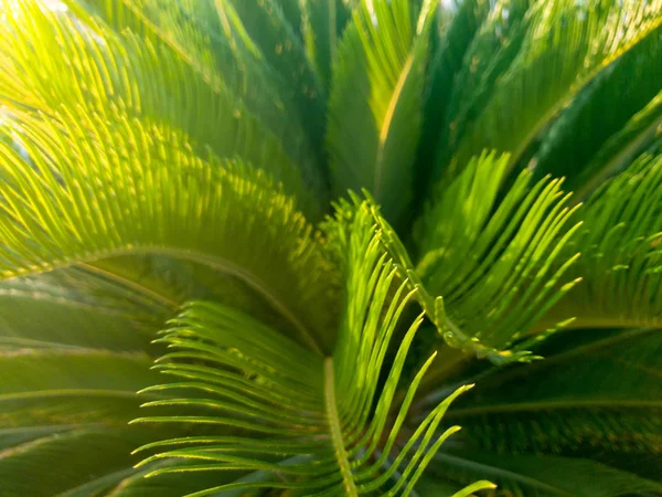 Imagem macro de belas folhas longas de palmeira em luz solar brilhante — Fotografia de Stock