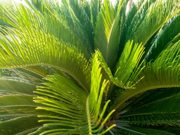 Imagem macro abstrata de belas folhas de palmeira em raios de luz do pôr do sol — Fotografia de Stock