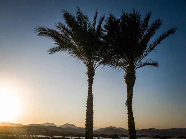 Silueta de palmeras creciendo en la playa del mar contra la hermosa puesta de sol sobre el océano en backgorund — Foto de Stock