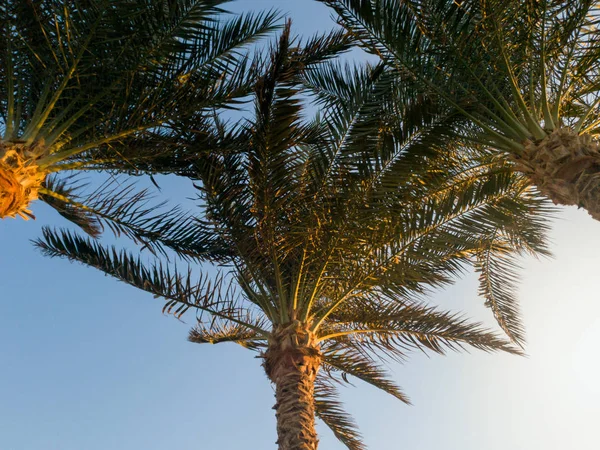 Schönes Bild von wachsenden Palmen, die vom Boden aus geschossen wurden.aganst blauen Himmel und Sonnenuntergang Lichtstrahlen — Stockfoto
