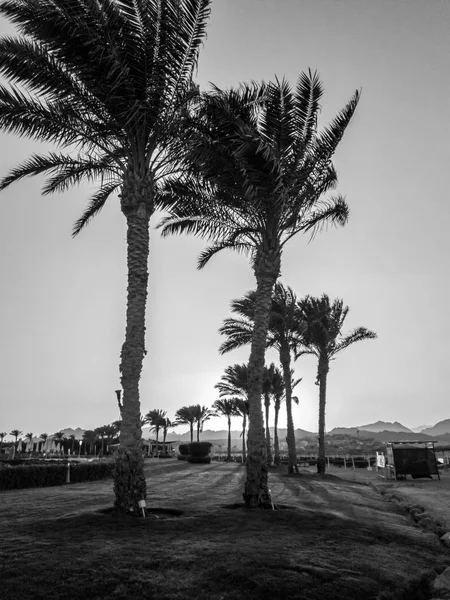Монохромное фото красивых пальм, растущих подряд на морском пляже на закате солнца — стоковое фото