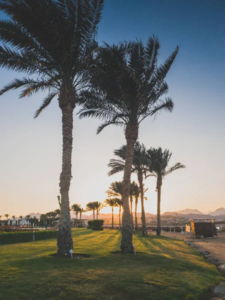 Silueta de palmeras creciendo en la playa del mar contra la hermosa puesta de sol sobre el océano en backgorund — Foto de Stock