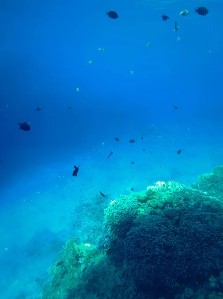 Foto subaquática panorâmica de belos recifes de corais e peixes tropicais nadadores — Fotografia de Stock